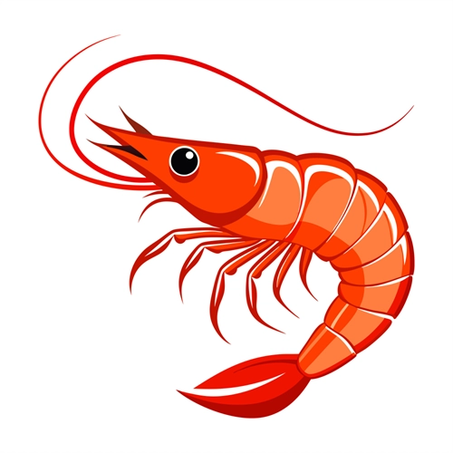 Under the Sea Theme Shrimp Transparent Sticker